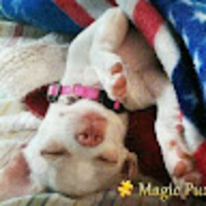 Meet your Posher, Strawberry